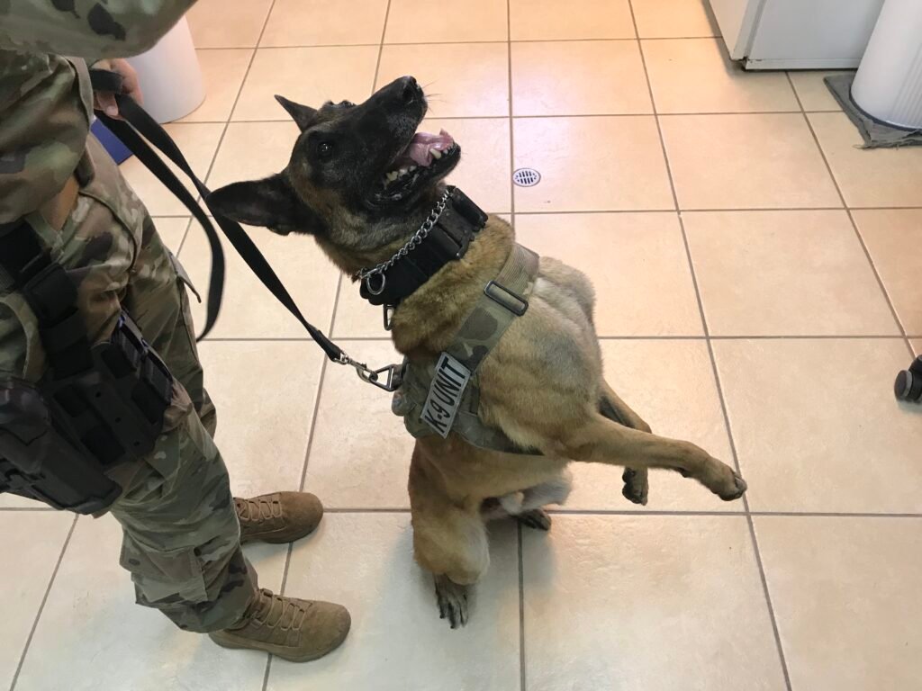 58765605141 AAD319C2 1578 4776 9D39 8A13074FEFFD 1024x768