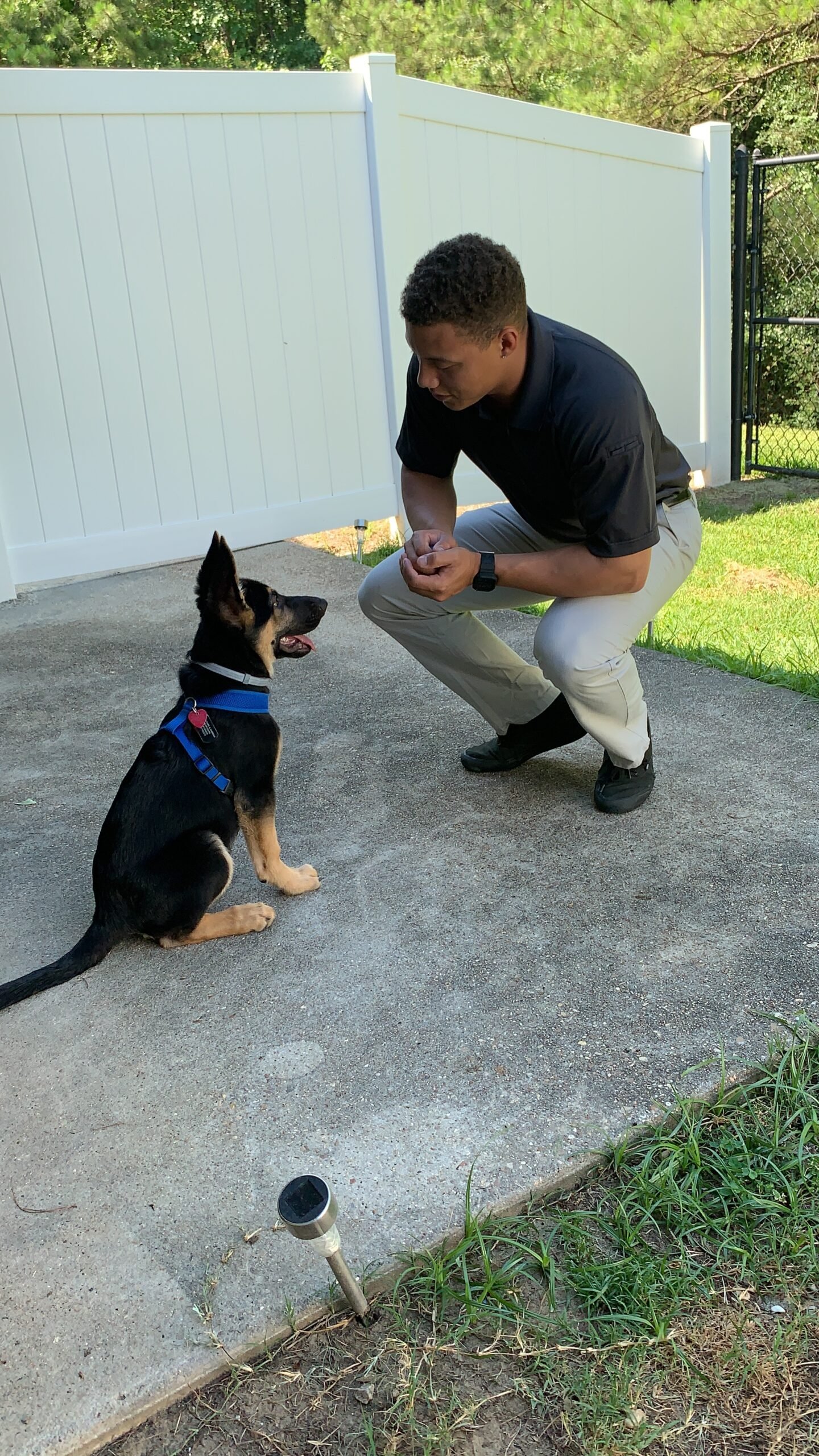 Jordan Marsteller in-home dog training GSD puppy