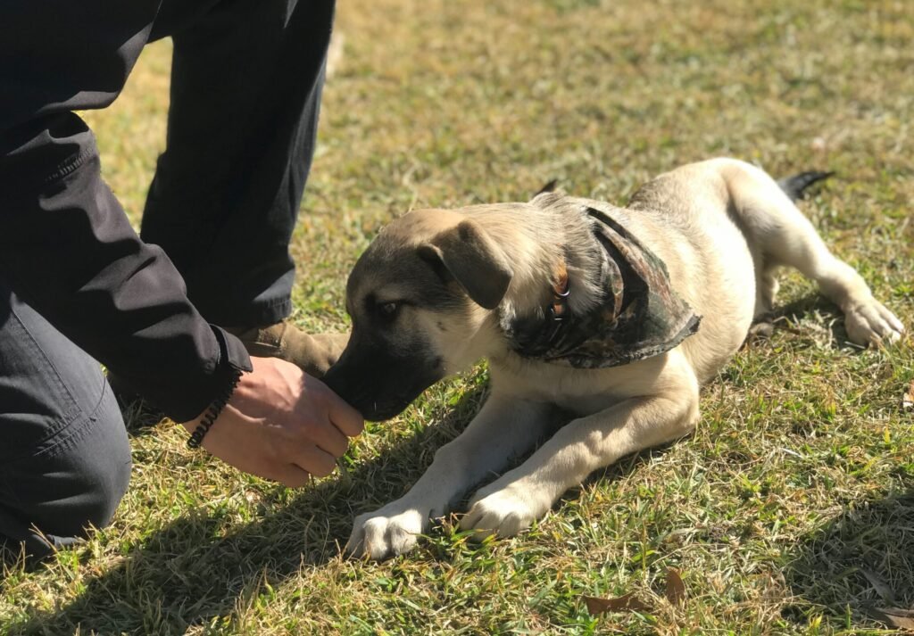 IMG 5415 Scaled E1774463634863 1024x713