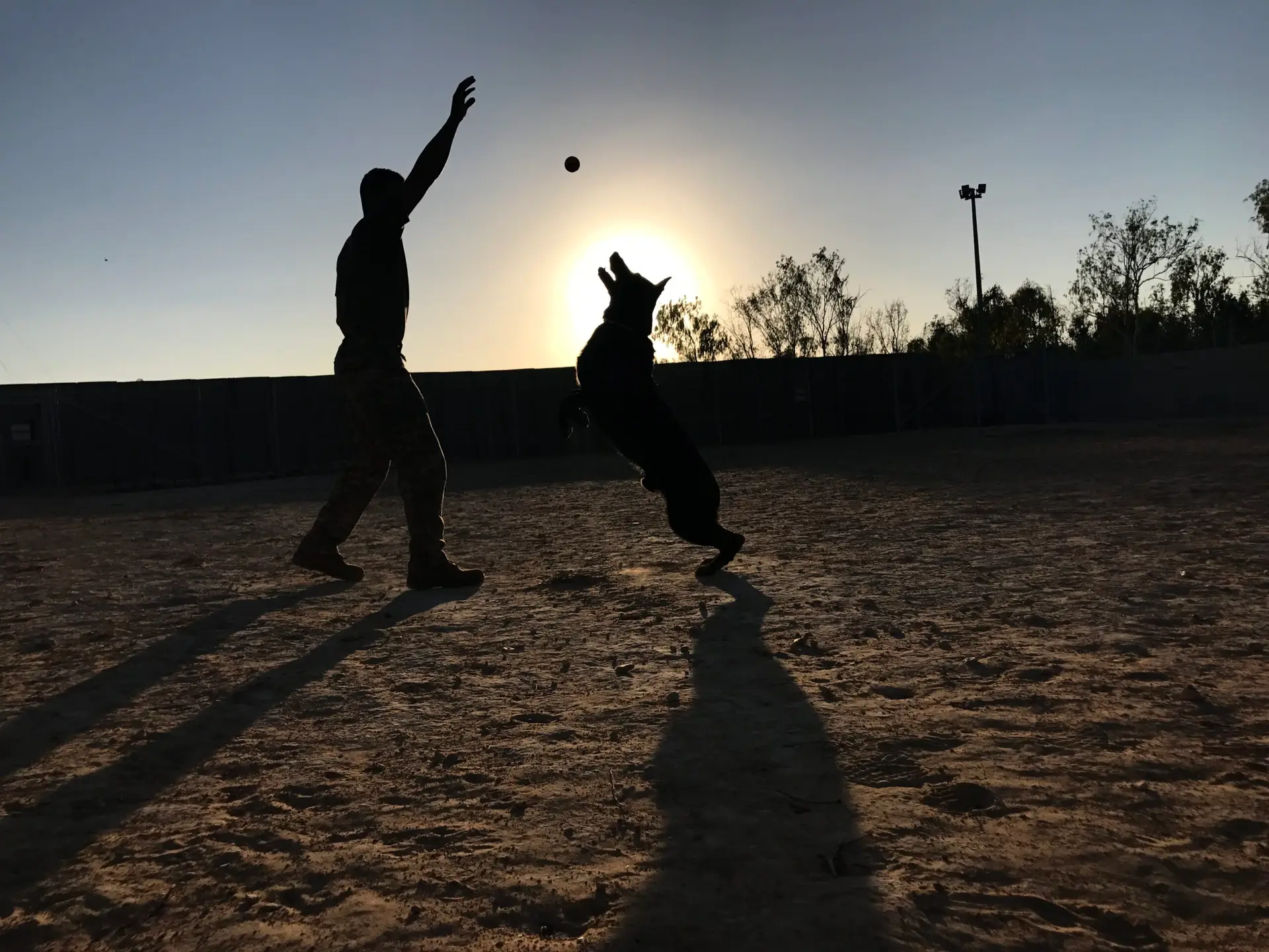 Jordan Marsteller, U.S. Army Military Working Dog Handler, conducting bite work with a Military Working Dog in Egypt