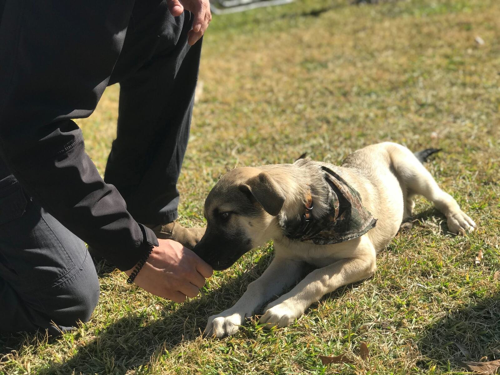 Jordan rewarding a young dog during an outdoor training session