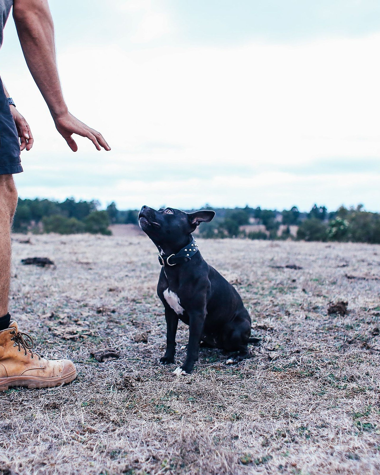 A dog sitting attentively and watching a handler give a hand cue during an outdoor behavior training session