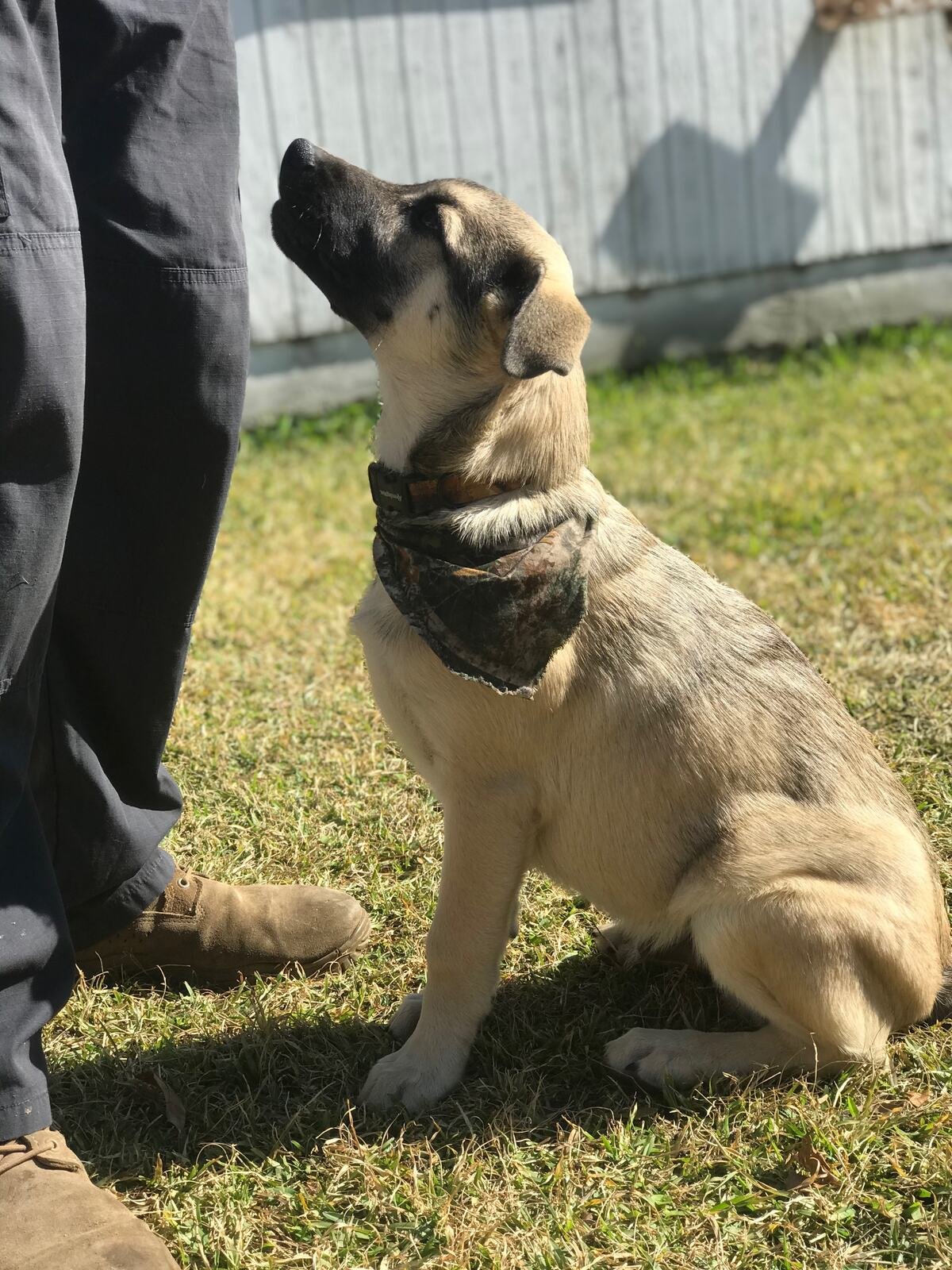 A young dog sitting attentively and looking up at Jordan during a Steller Dog Training session