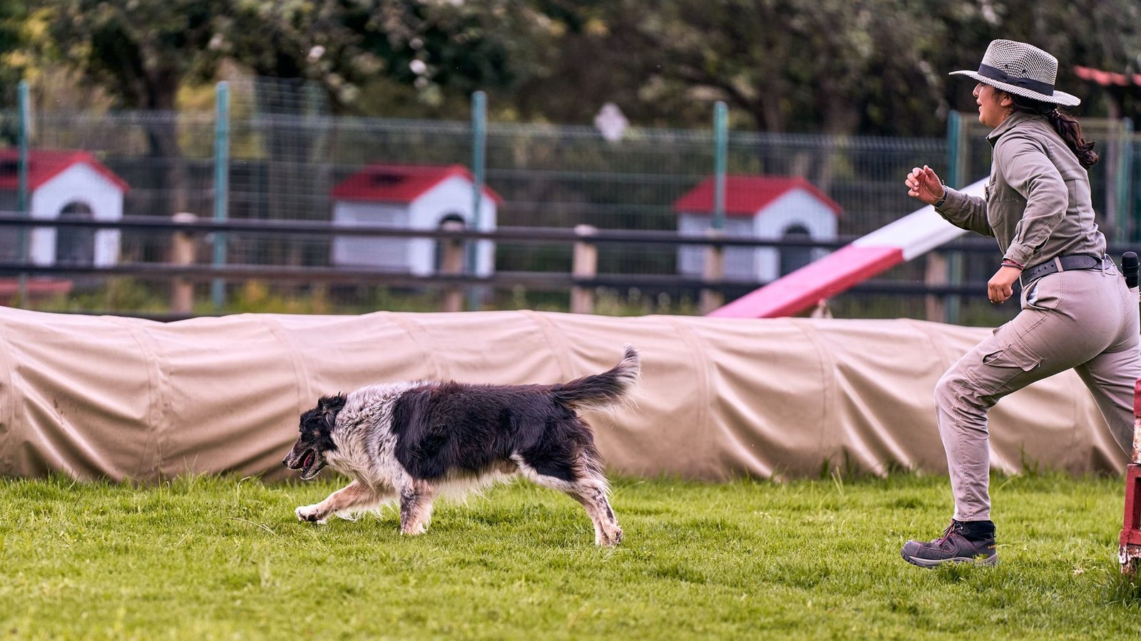 Border collie moving with focus through an agility course