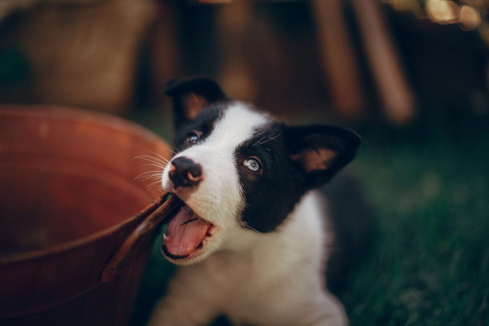 A young puppy sitting attentively and looking up during a training session