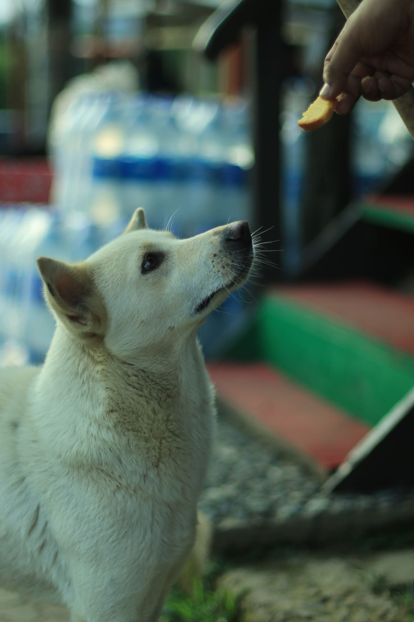 Dog staring intently at a treat held in a hand