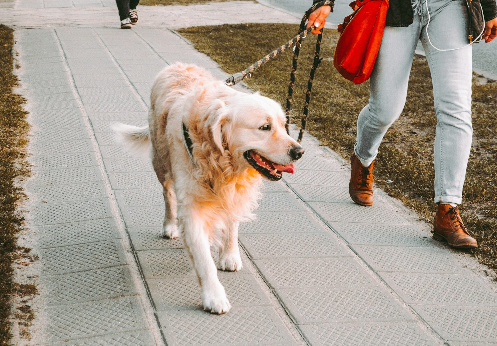 Golden retriever pulling hard on a leash along a sidewalk