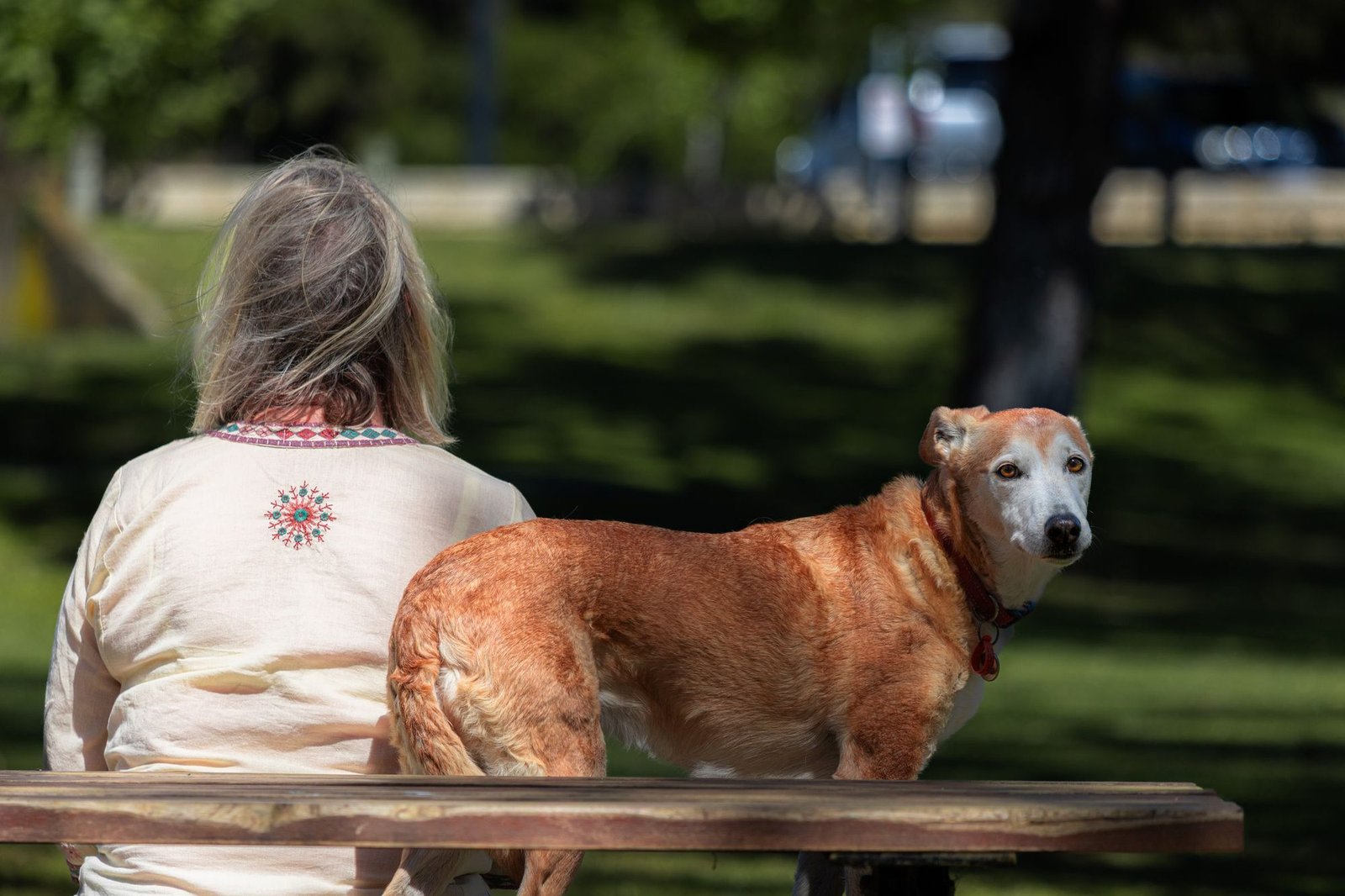 A reactive dog barking and pulling on leash during a walk