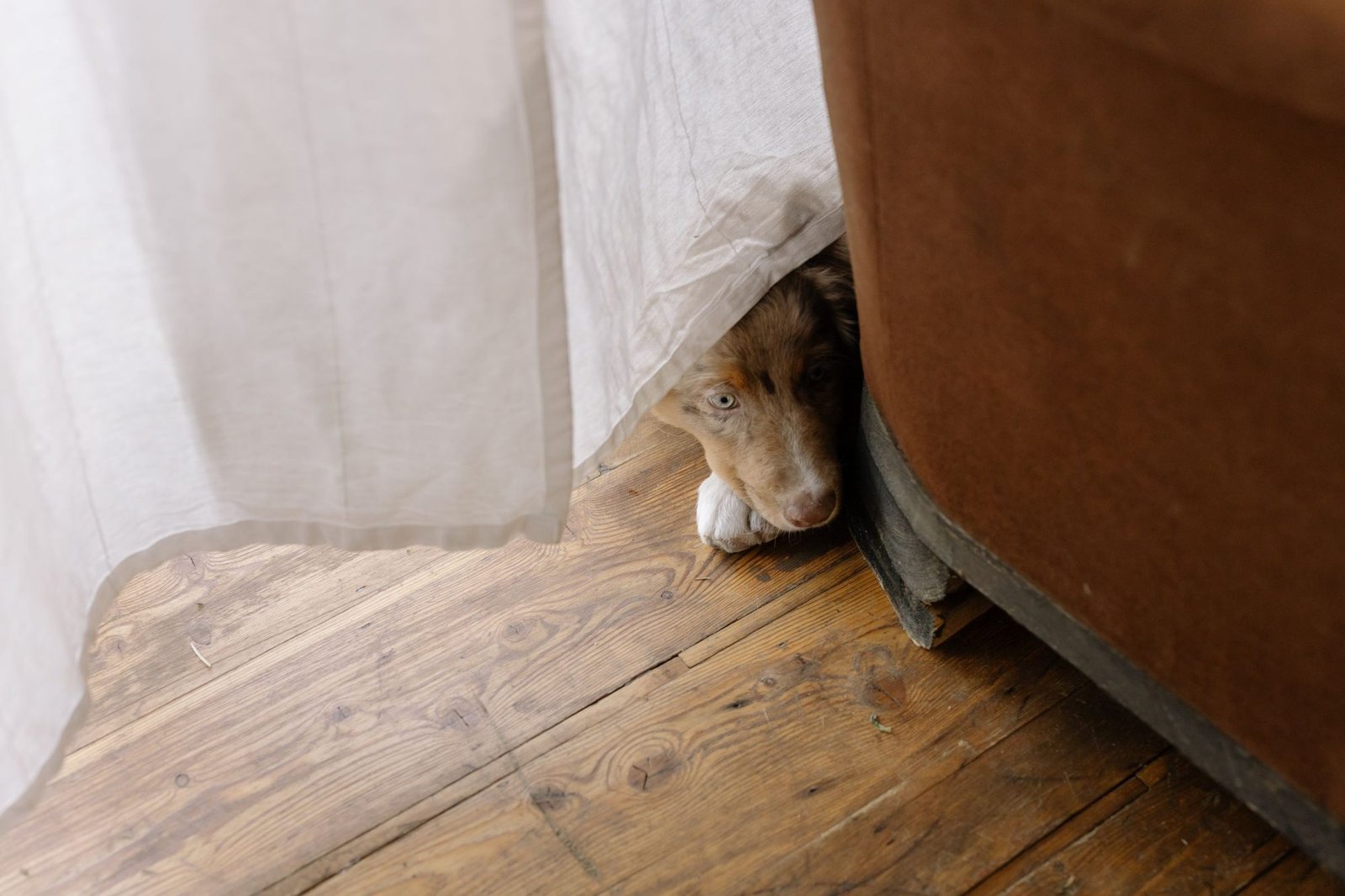 Wary puppy peeking out from behind a sofa