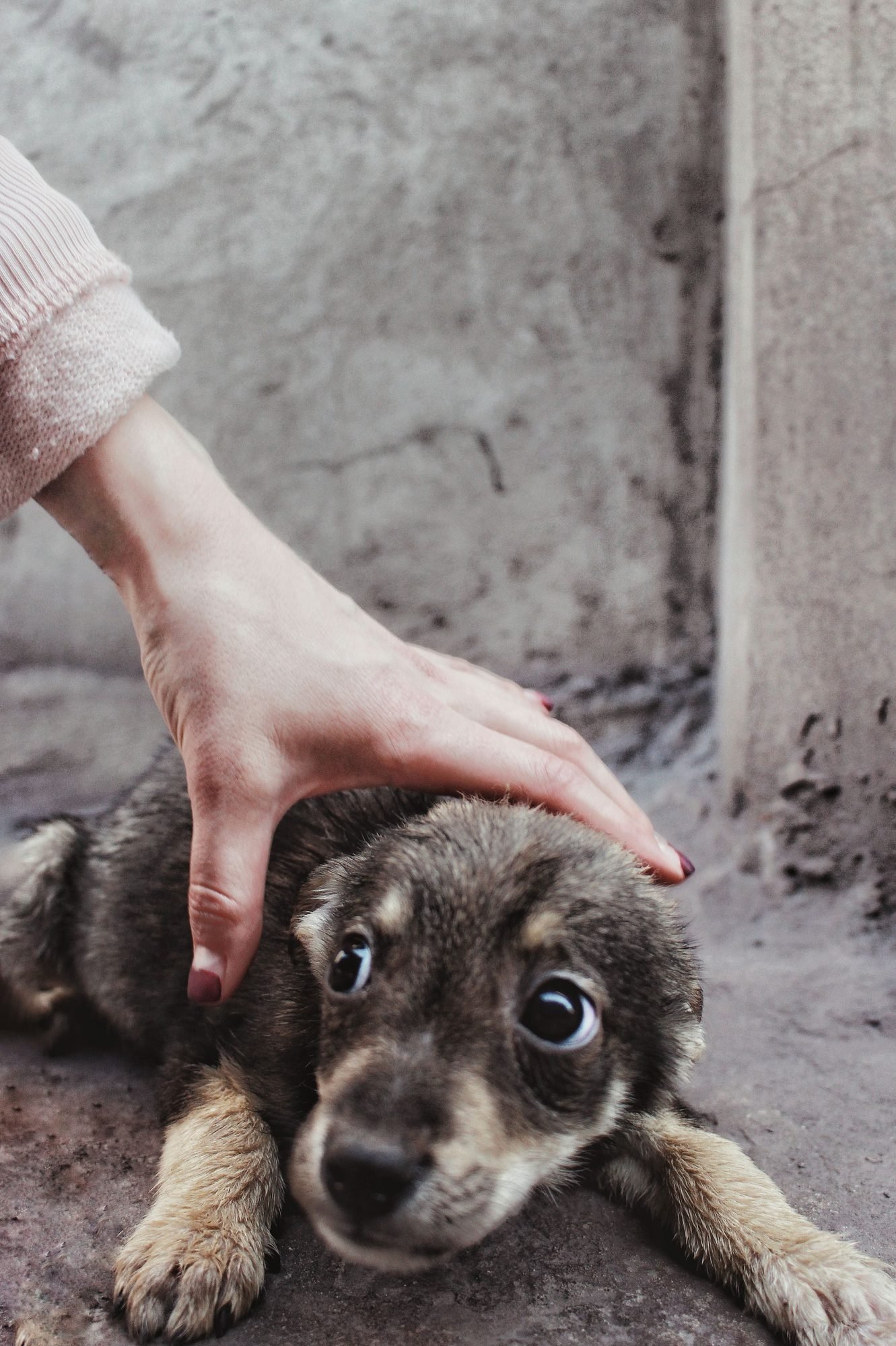 A hand reaching slowly toward a nervous puppy
