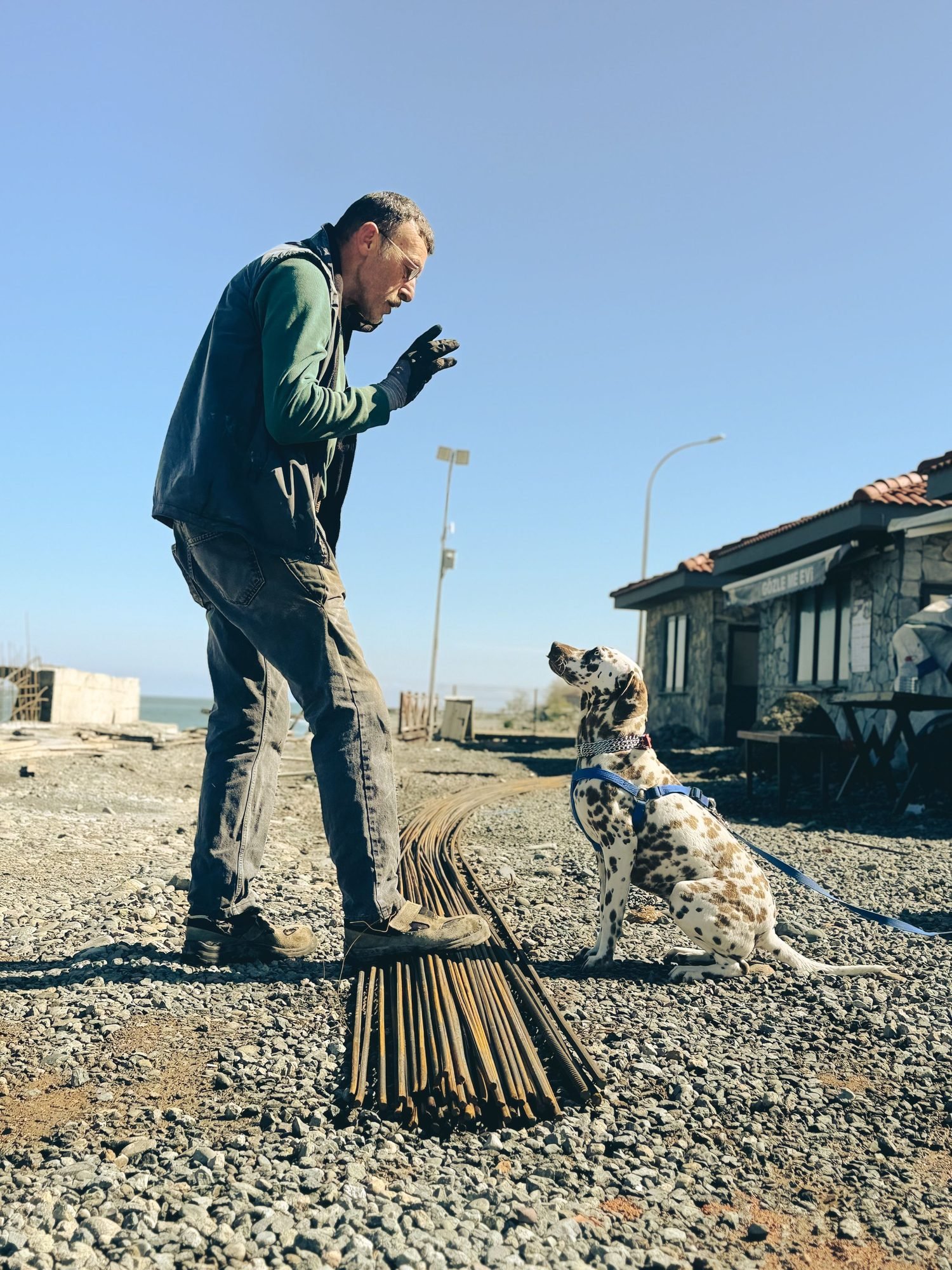 Handler working with a dalmatian in bright sunlight