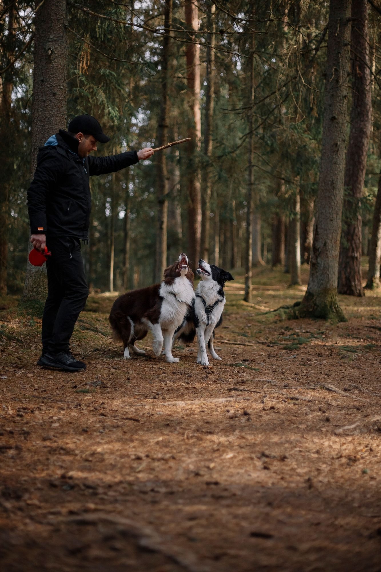 Two dogs walking on loose leashes through a forest trail