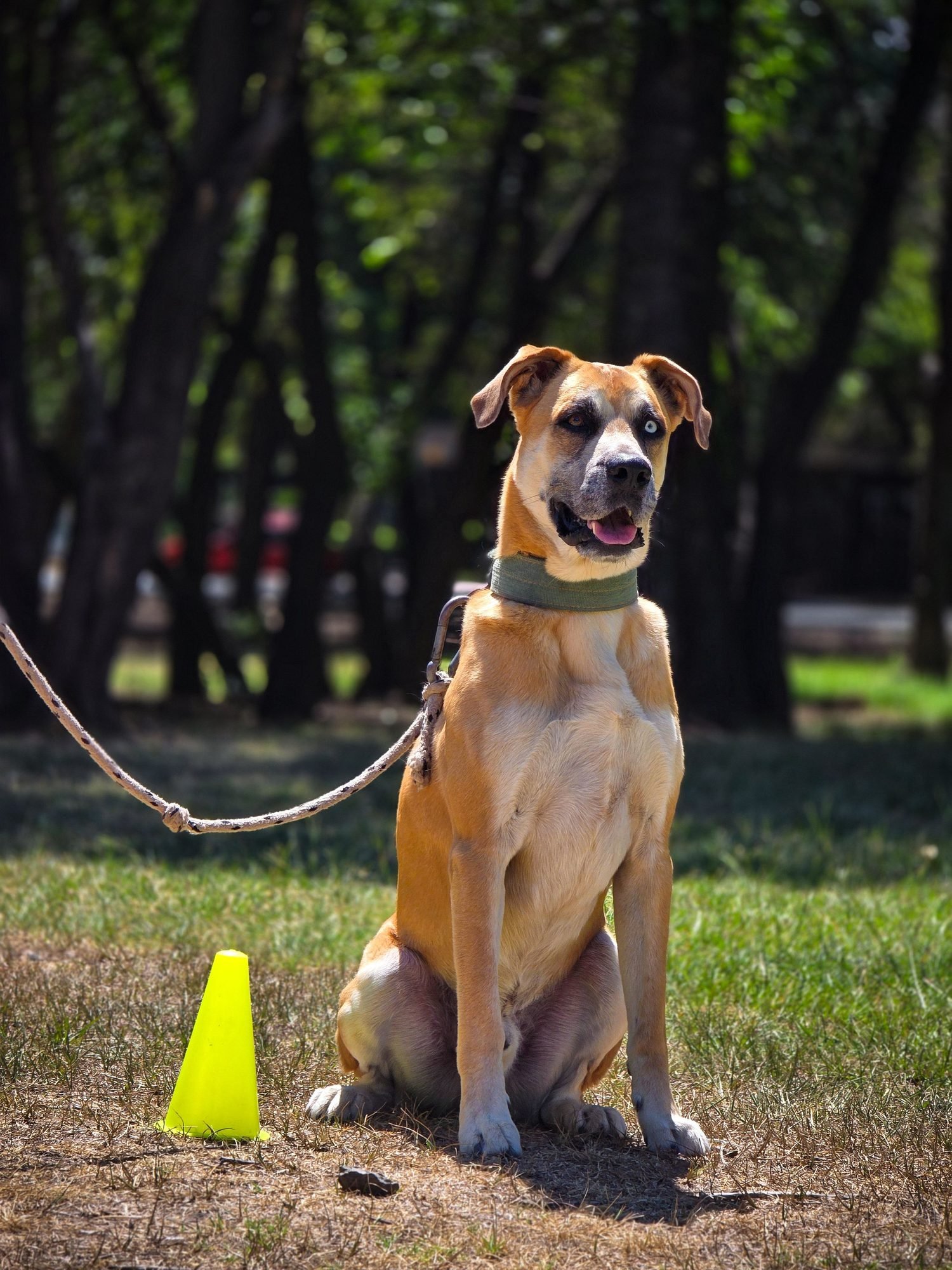 Dog holding a sit beside a training marker