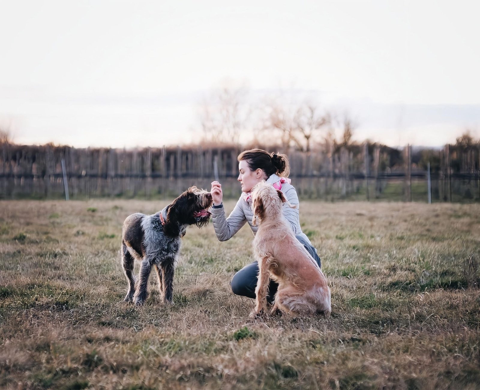 Handler working two dogs in an open field