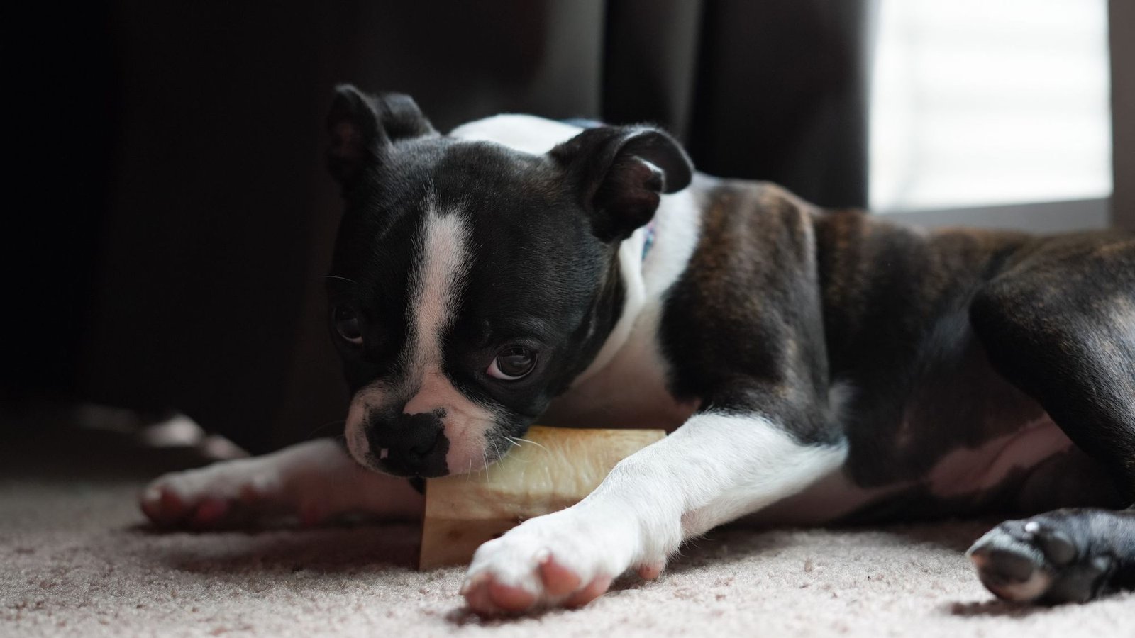 Boston terrier puppy chewing an appropriate bone indoors