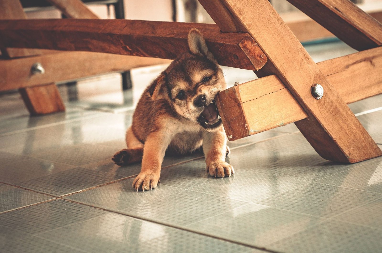 Puppy gnawing on the leg of a wooden chair