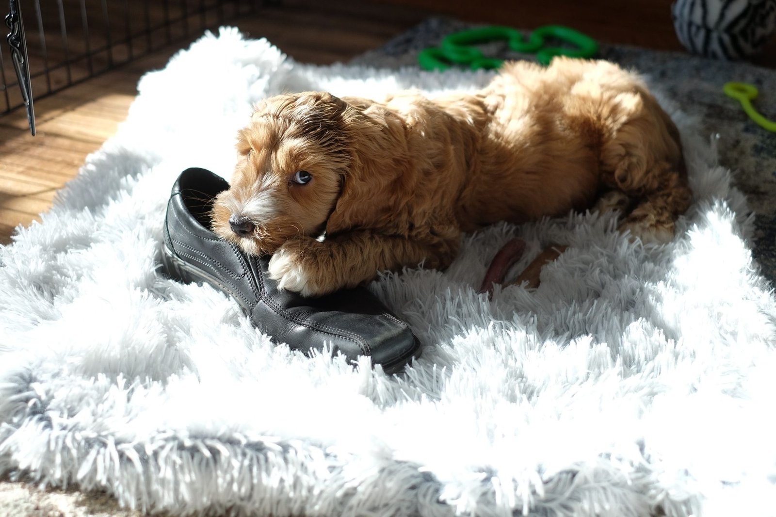 Puppy lying on a rug chewing a shoe