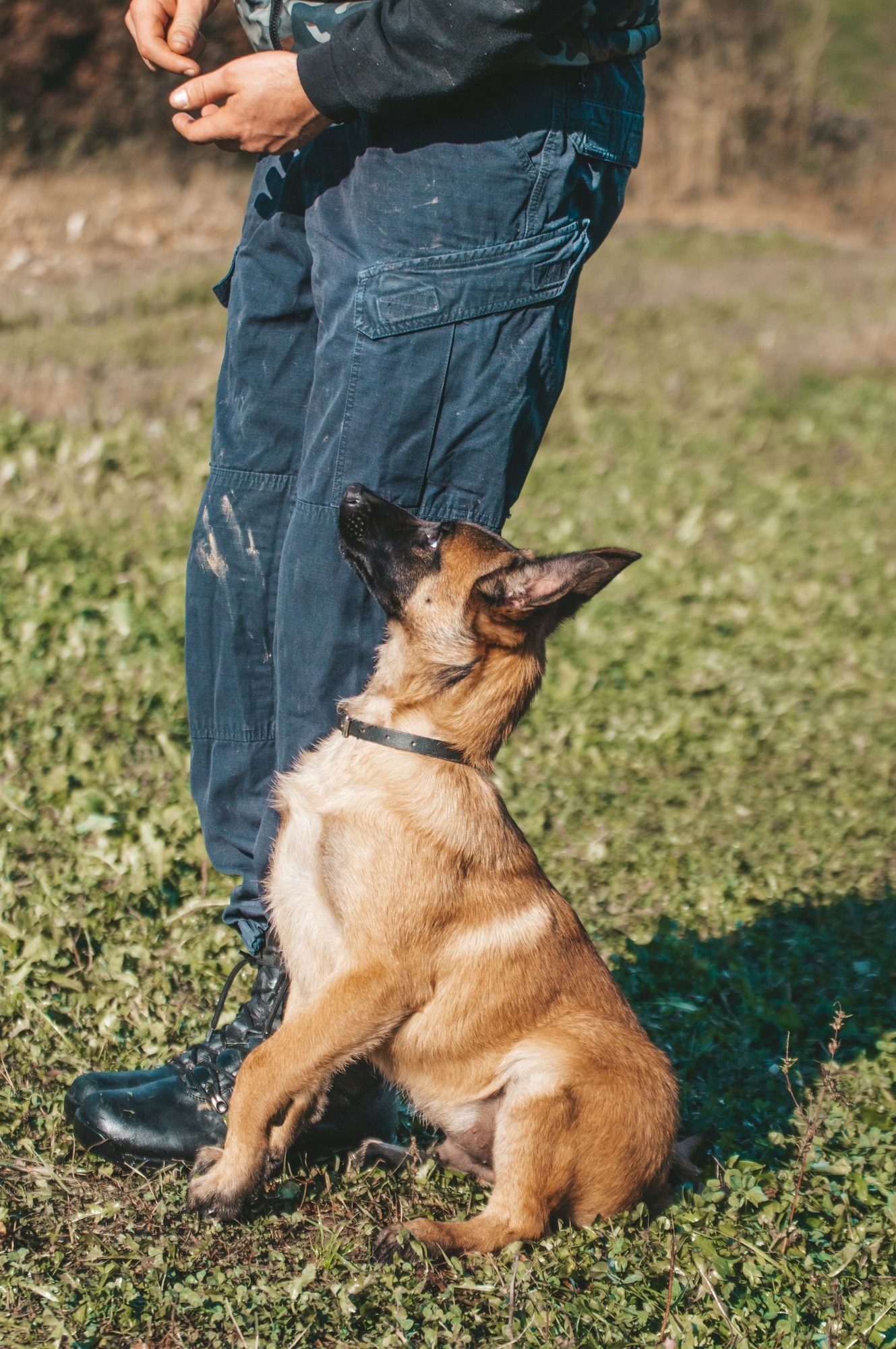 Shepherd puppy looking up at a handler while learning a cue