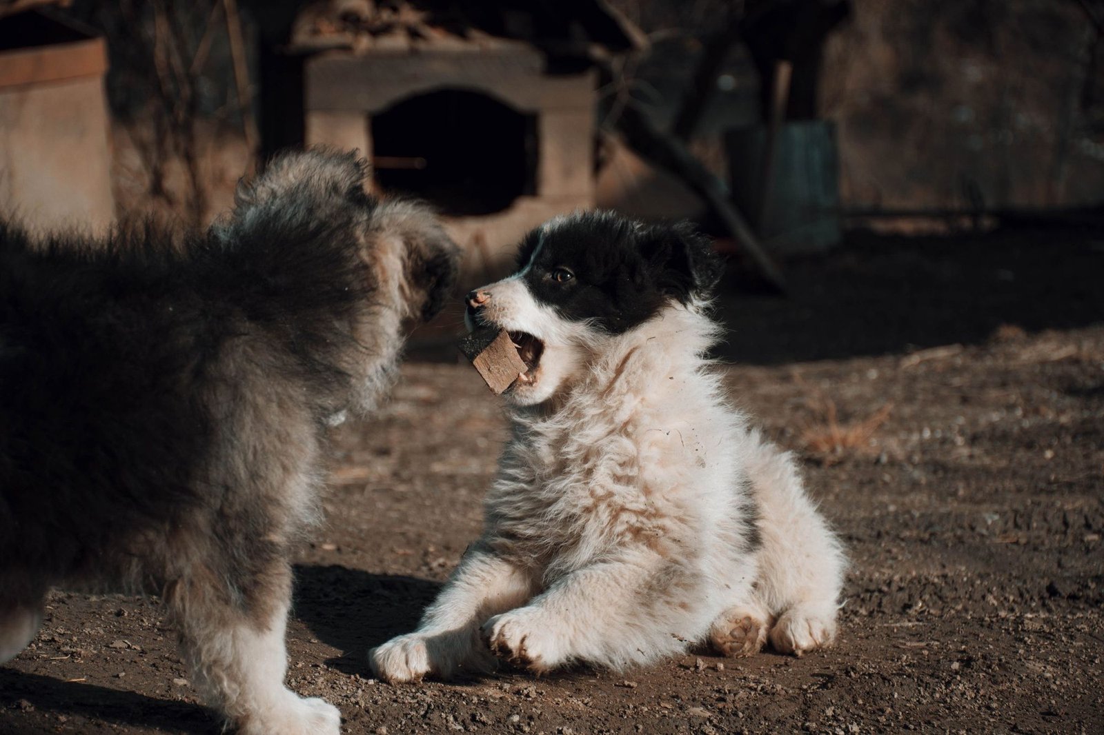 Two border collie puppies playing together outdoors